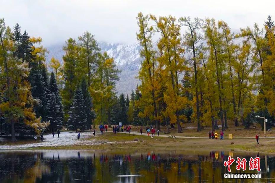 新疆喀纳斯景区迎降雪 游客体验白雪映衬下秋的魅力