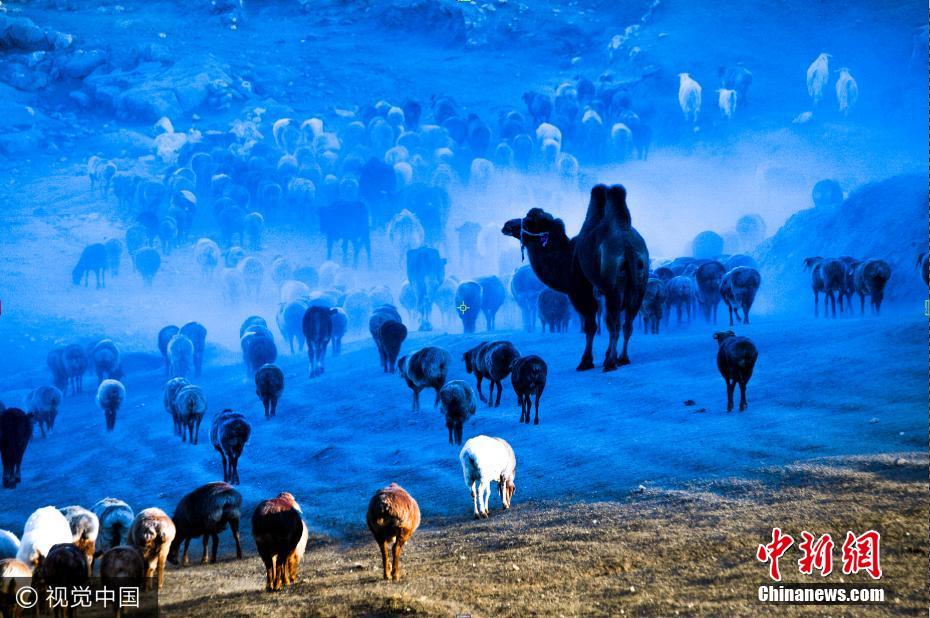 新疆阿勒泰牲畜转场 场面壮观