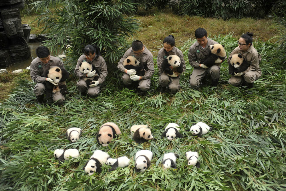 今年新生大熊猫宝宝集体首次亮相