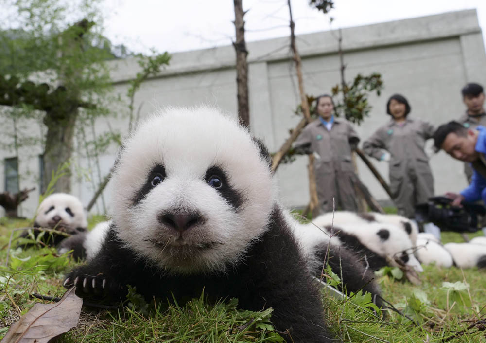今年新生大熊猫宝宝集体首次亮相