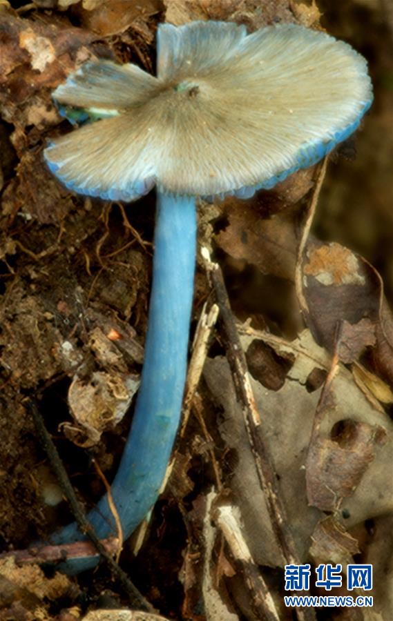 云南发现一蓝色蘑菇新种