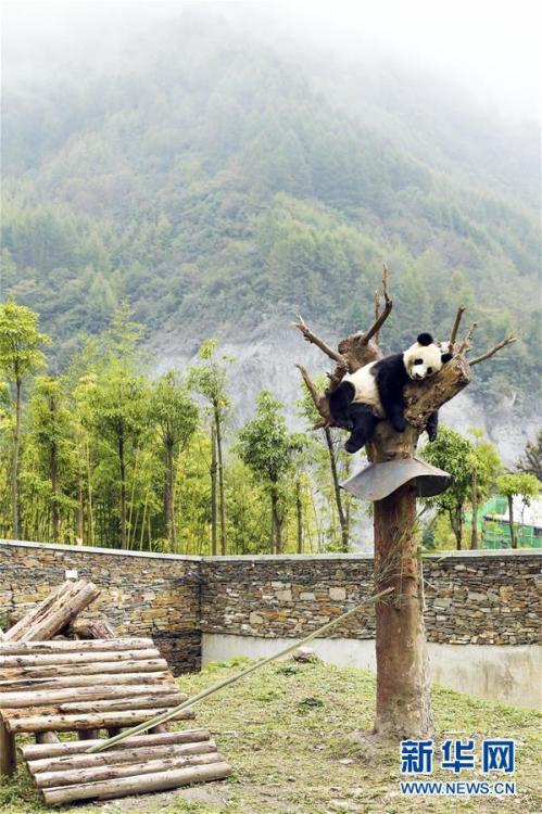 四川卧龙神树坪基地大熊猫的安逸秋日生活