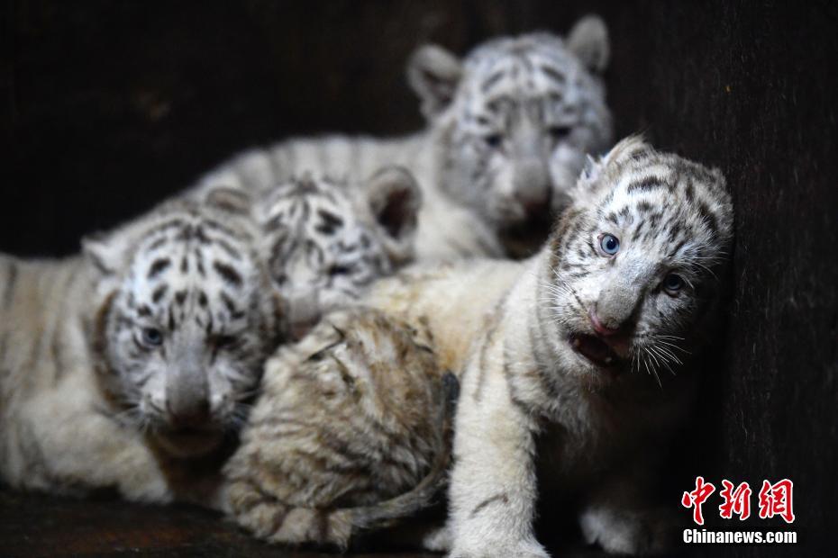 云南野生动物园白虎妈妈破纪录产下6胞胎