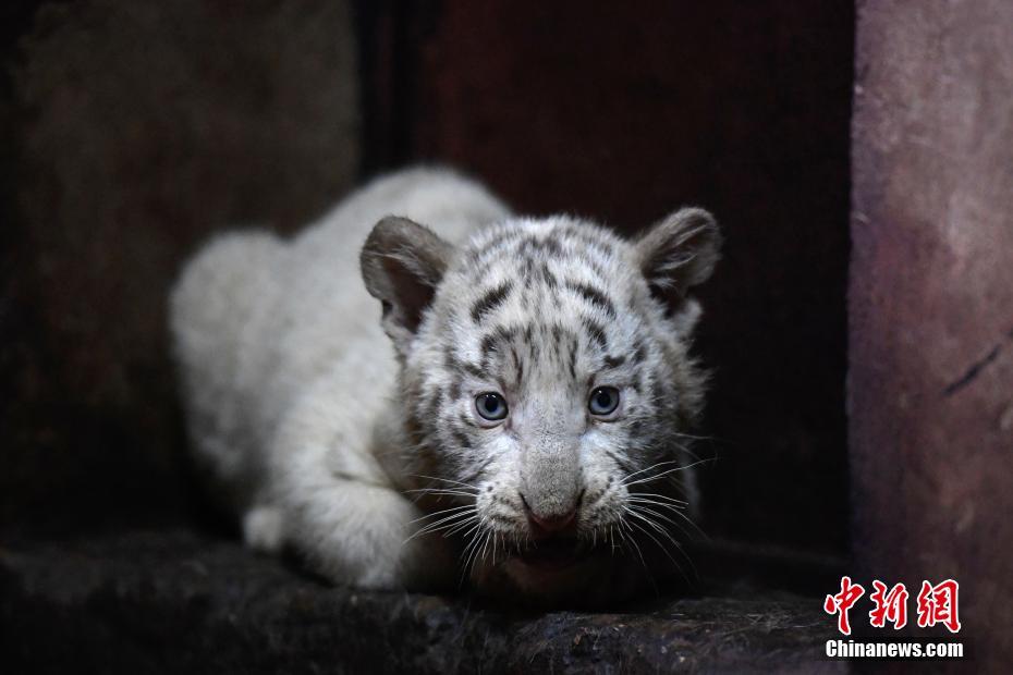 云南野生动物园白虎妈妈破纪录产下6胞胎