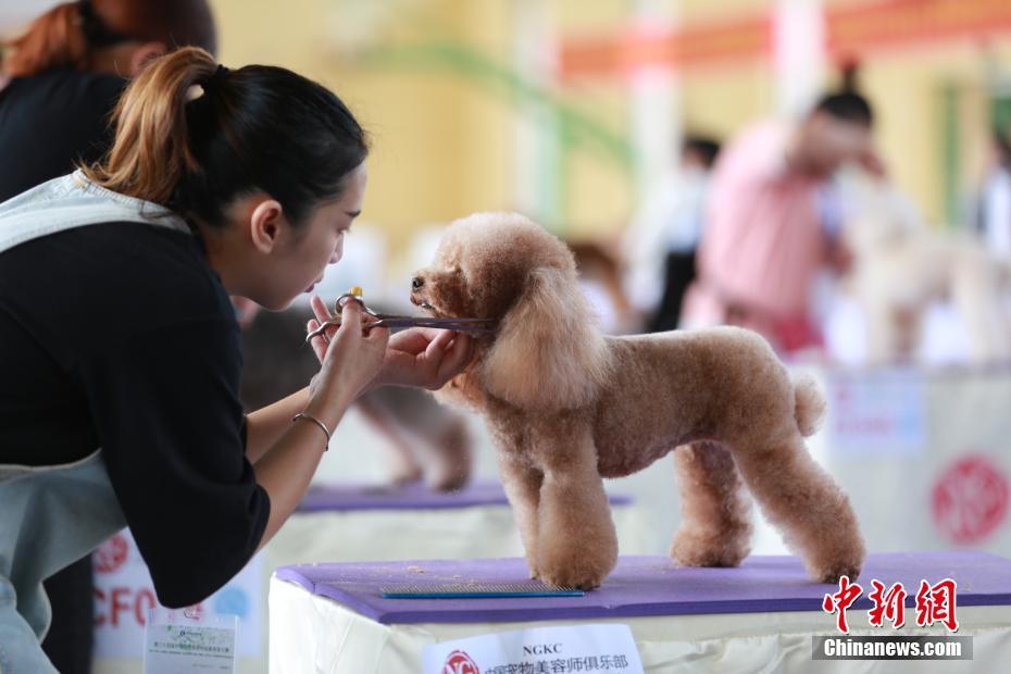 宠物美容师创意大赛 180多条宠物狗“比美”