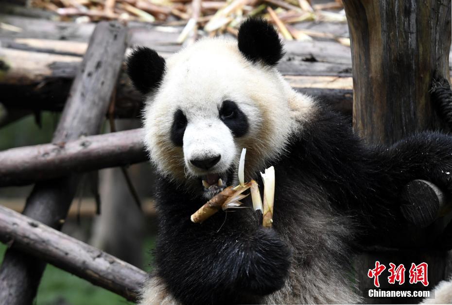 成都大熊猫滚滚秋日卖萌 憨态可掬