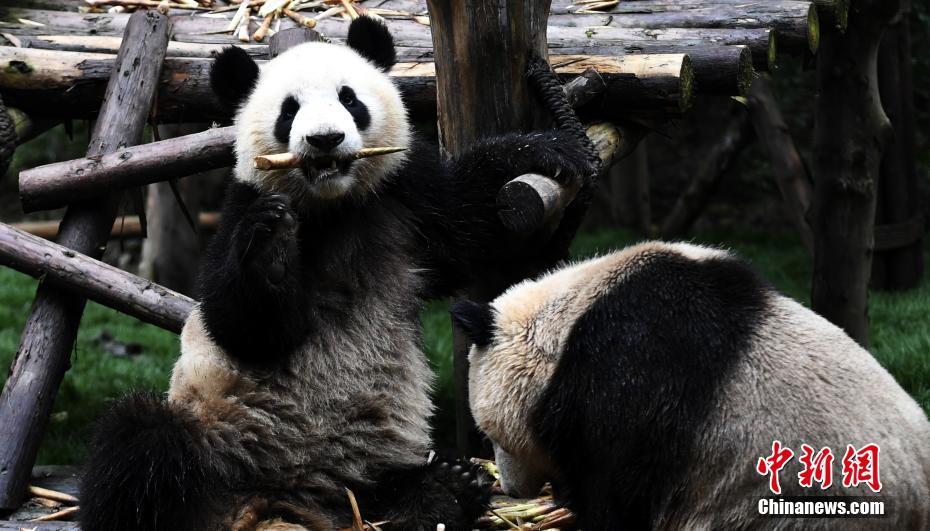 成都大熊猫滚滚秋日卖萌 憨态可掬