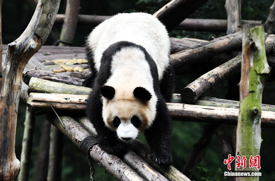 成都大熊猫滚滚秋日卖萌 憨态可掬