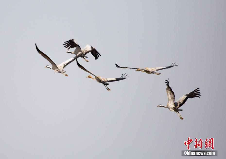 中国最大淡水湖鄱阳湖迎越冬候鸟迁徙高峰