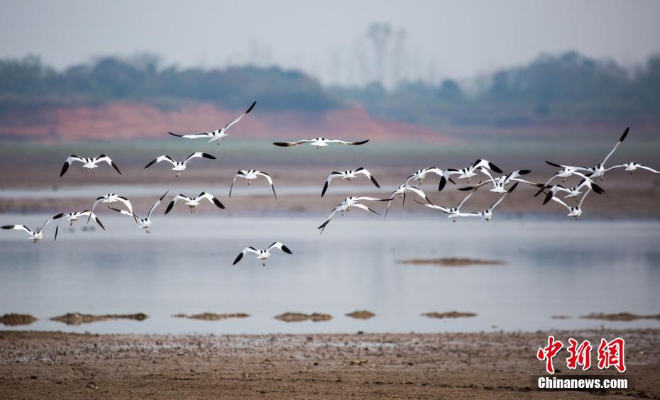 中国最大淡水湖鄱阳湖迎越冬候鸟迁徙高峰