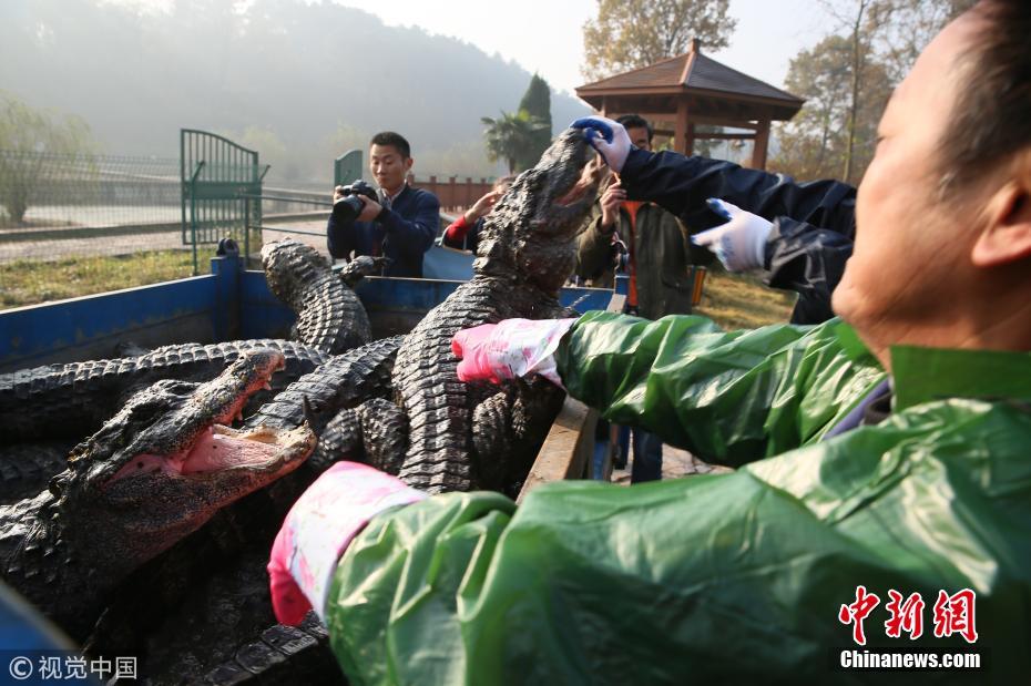 扬子鳄越冬转场 工作人员10天徒手抓捕上万条鳄鱼