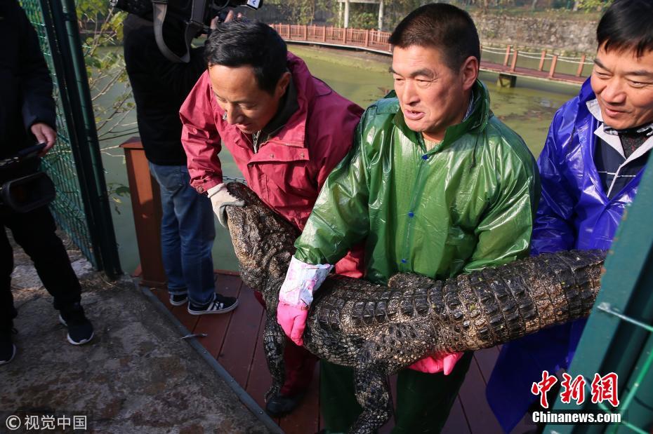 扬子鳄越冬转场 工作人员10天徒手抓捕上万条鳄鱼