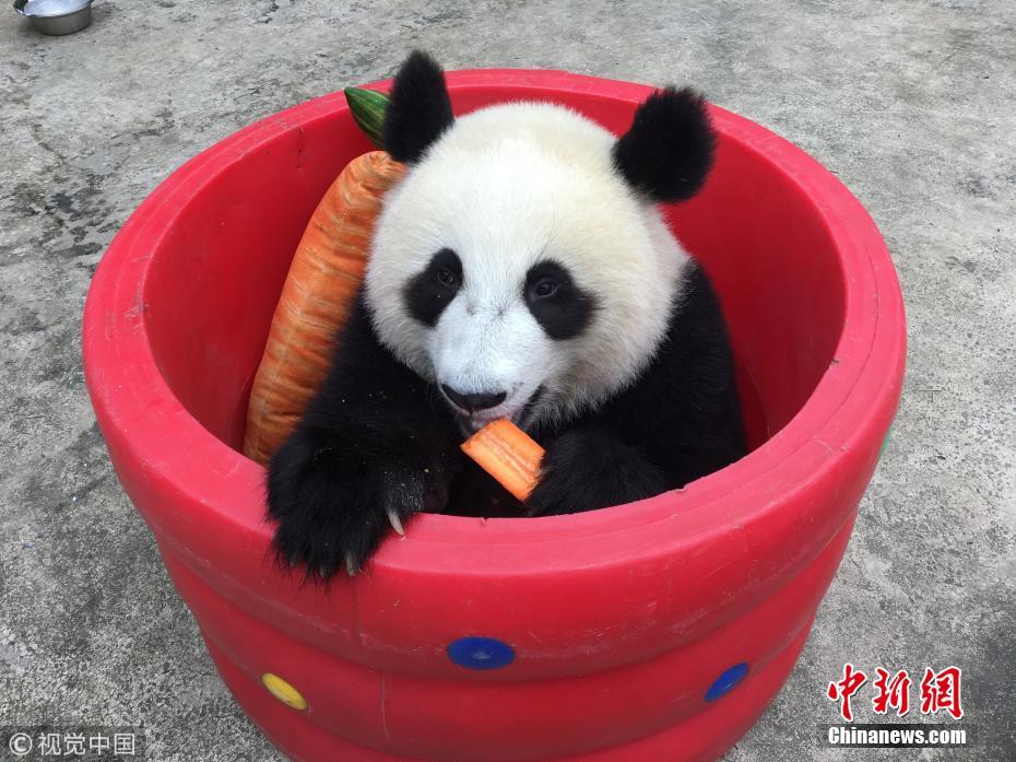 快到桶里来！大熊猫桶中啃胡萝卜吃相可爱