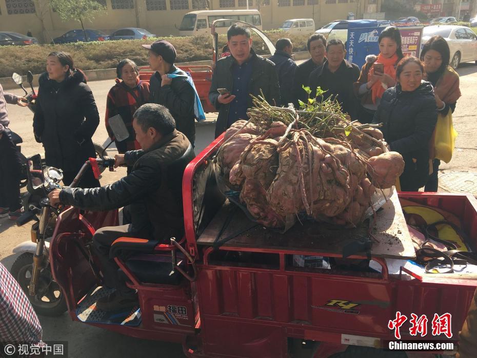 四川老农种出238斤“红薯王” 5人合力搬上车
