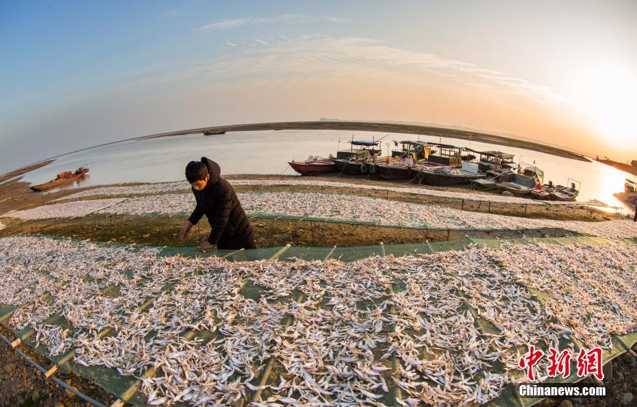 鄱阳湖畔渔家晒丰收 场面壮观鱼干飘香