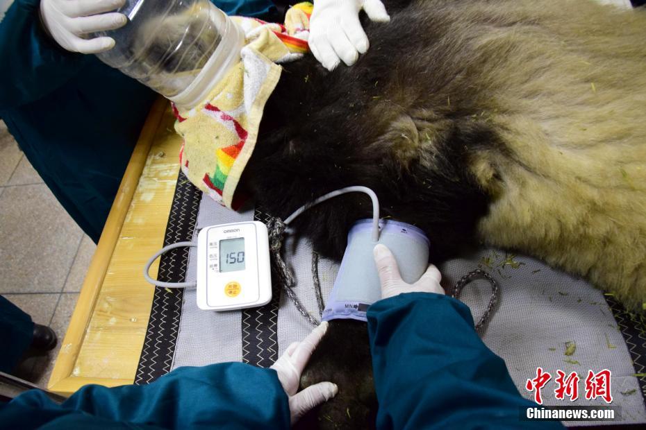两对野化培训大熊猫母仔接受第二阶段野化培训