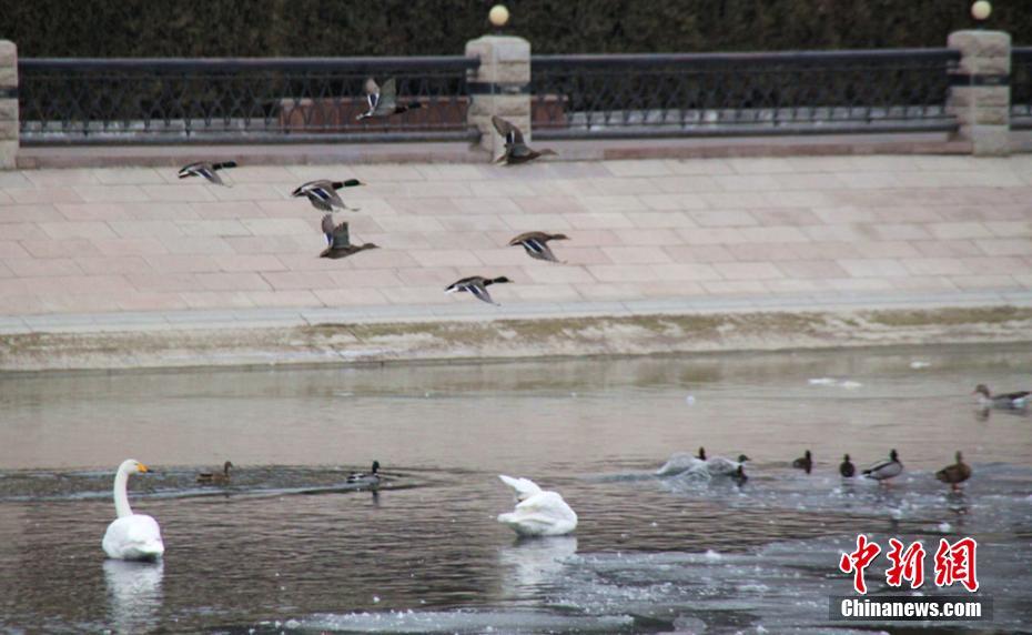 新疆库尔勒孔雀河封冻 240只越冬天鹅转场杜鹃河