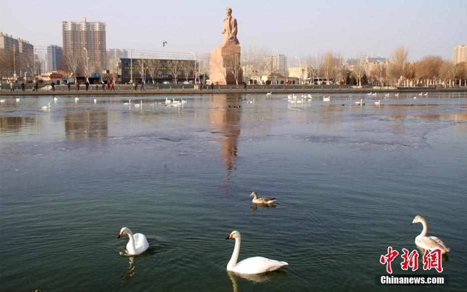 新疆库尔勒孔雀河封冻 240只越冬天鹅转场杜鹃河