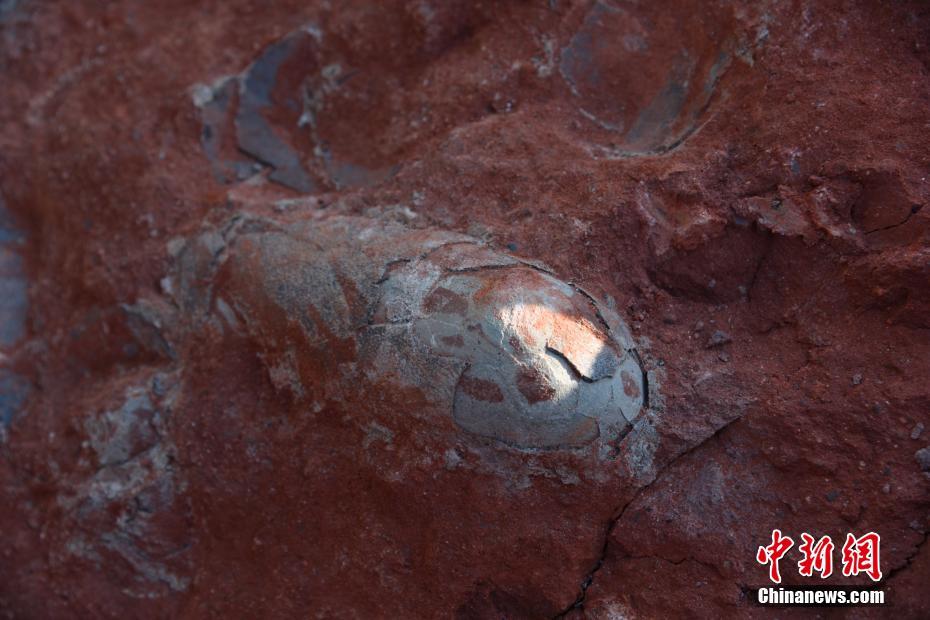 江西一工地发现20余枚恐龙蛋化石 距今1.3亿年
