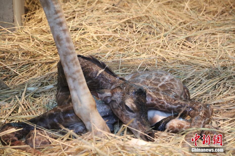 揭秘长颈鹿生宝宝全过程 小鹿落地半小时能站立