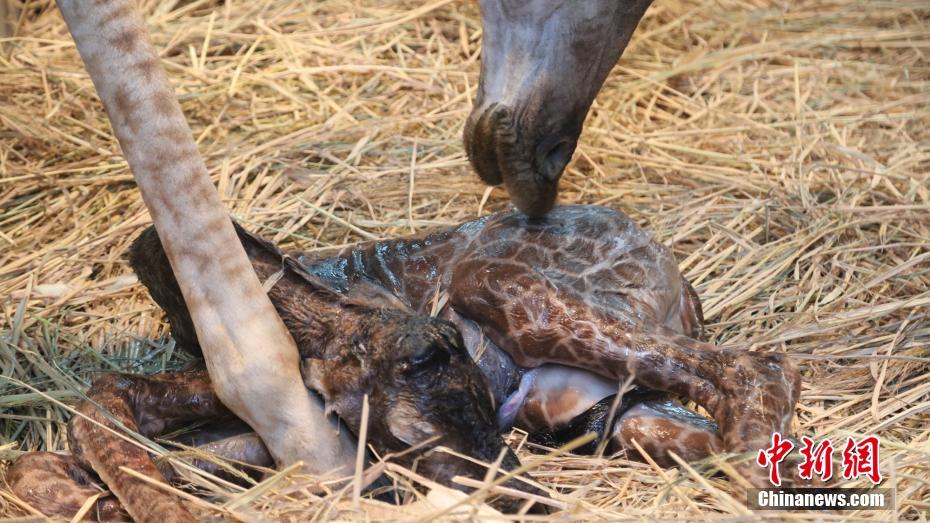揭秘长颈鹿生宝宝全过程 小鹿落地半小时能站立