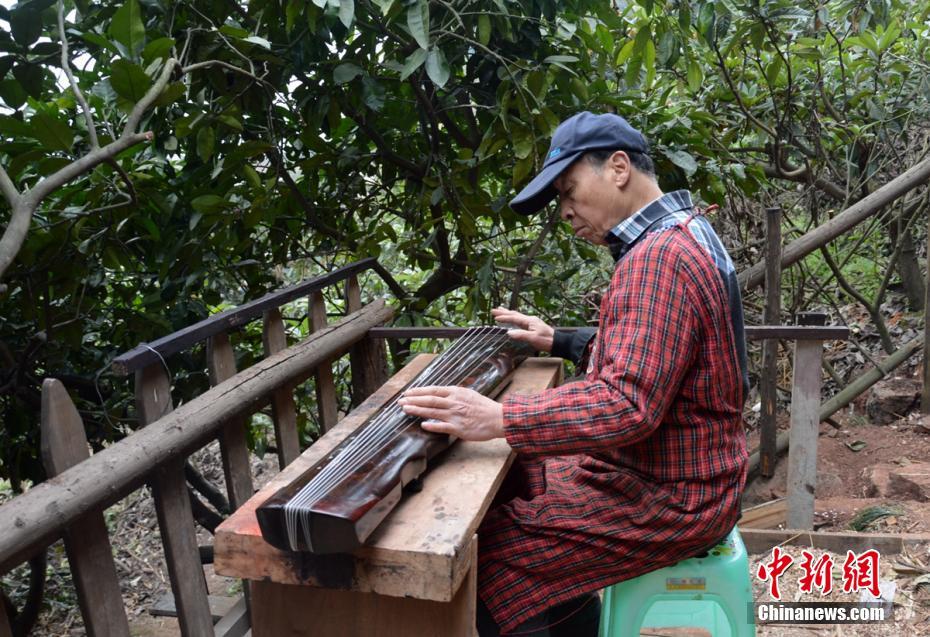 成都66岁老人藏山里造古琴[7]