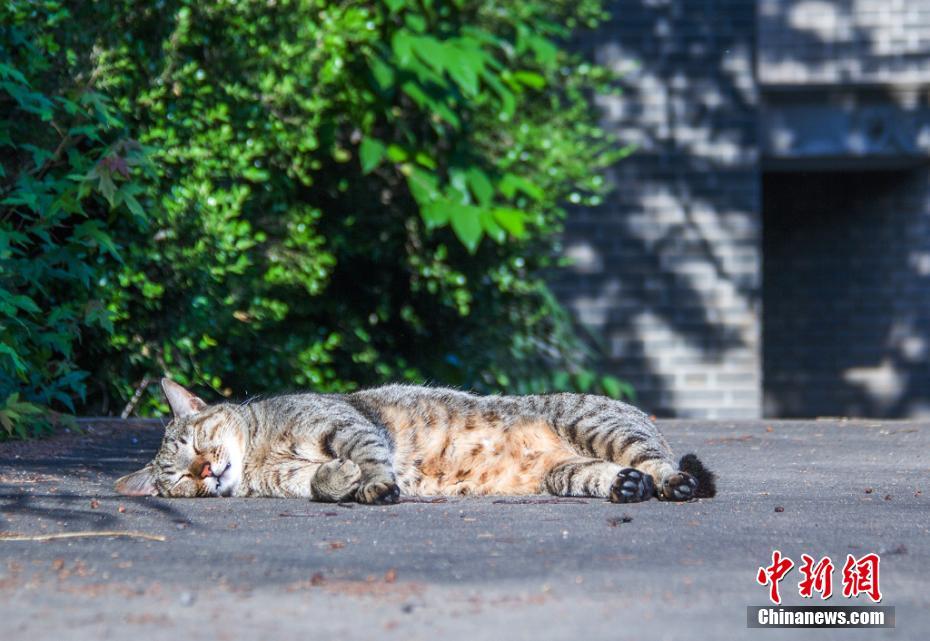 南京农业大学猫咪“监考”引围观