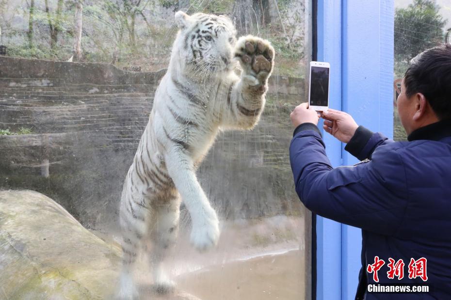 重庆一动物园“劳模”白虎 模仿饲养员“擦玻璃”