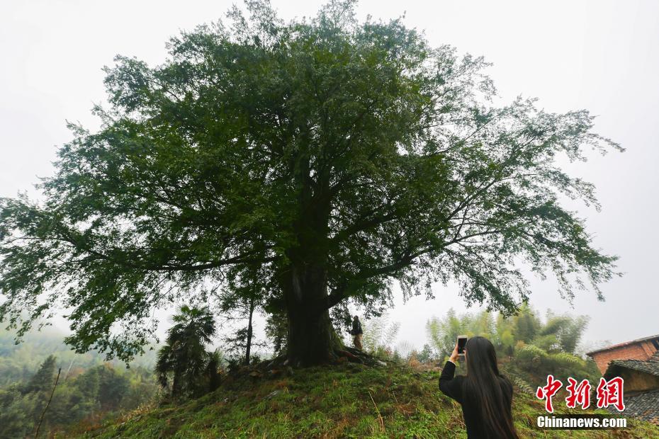 植物界的大熊猫 千年红豆杉冠盖如云获评树王