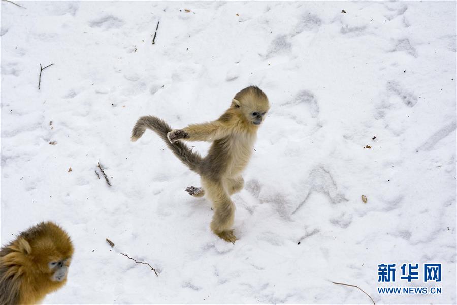 湖北神农架 雪趣金丝猴