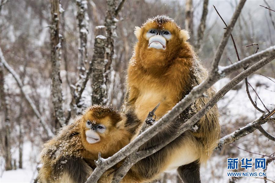 湖北神农架 雪趣金丝猴