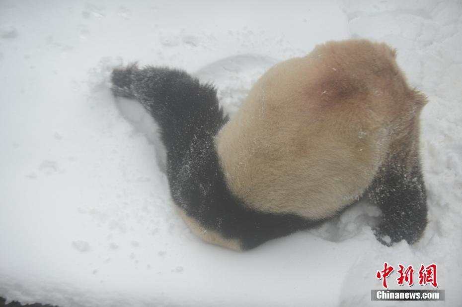 大熊猫在雪地里卖萌 撒欢翻滚憨态可掬