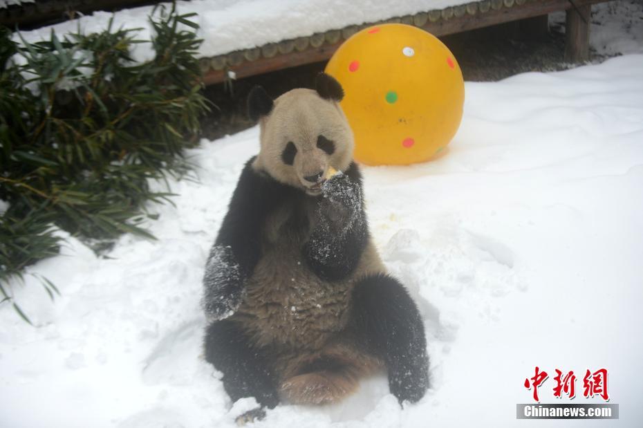 大熊猫在雪地里卖萌 撒欢翻滚憨态可掬