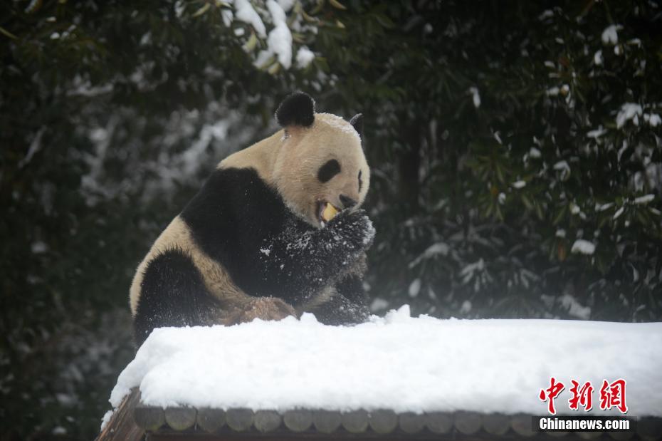 大熊猫在雪地里卖萌 撒欢翻滚憨态可掬