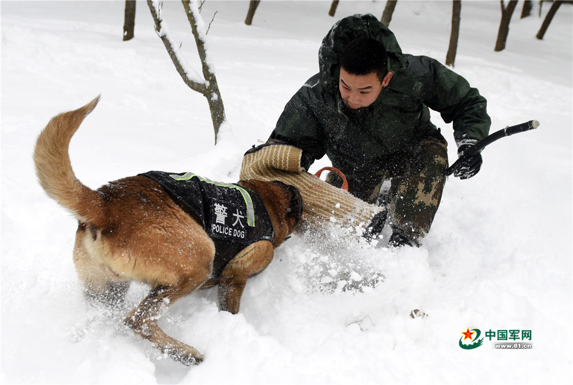 汪星人也有冬训 神犬奇兵雪地突击