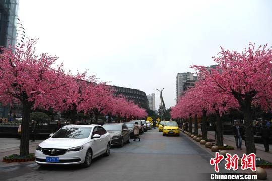 重庆闹市大片“桃花”盛开成美丽风景线