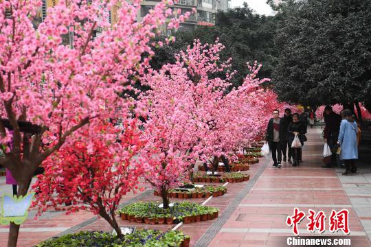 重庆闹市大片“桃花”盛开成美丽风景线