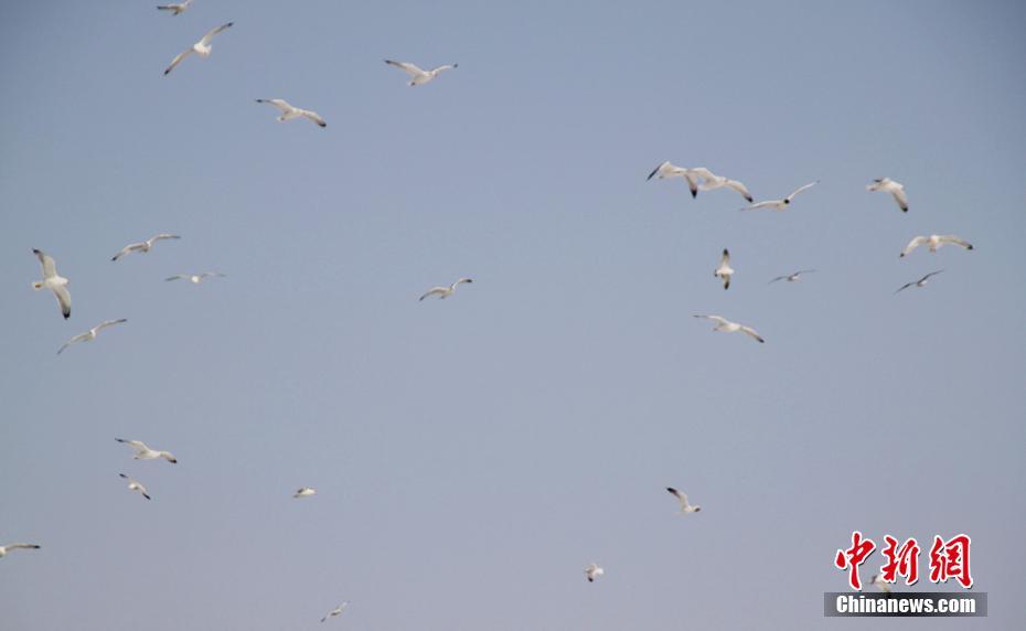 新疆库尔勒千鸟“聚会” 400余只银鸥滑翔亮翅