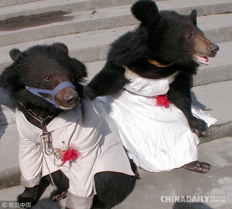 情人节看动物的花式婚礼 有些很豪华有些跨物种
