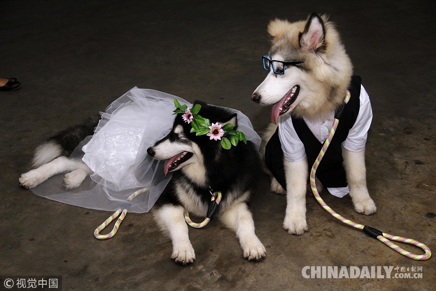 情人节看动物的花式婚礼 有些很豪华有些跨物种