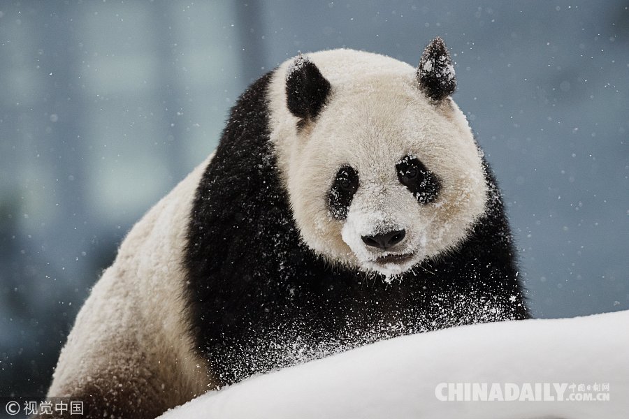 实拍赴芬兰大熊猫异国过年 雪中玩耍倒挂金钩