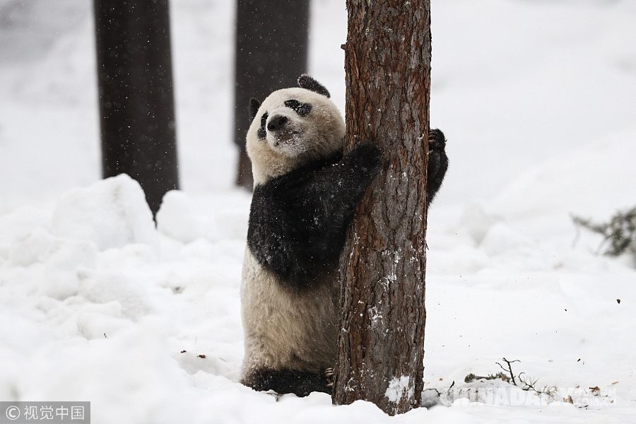 实拍赴芬兰大熊猫异国过年 雪中玩耍倒挂金钩