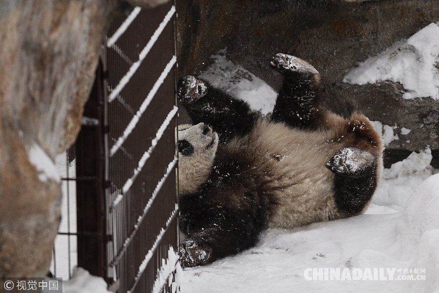 实拍赴芬兰大熊猫异国过年 雪中玩耍倒挂金钩