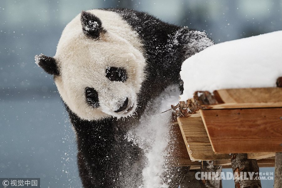 实拍赴芬兰大熊猫异国过年 雪中玩耍倒挂金钩