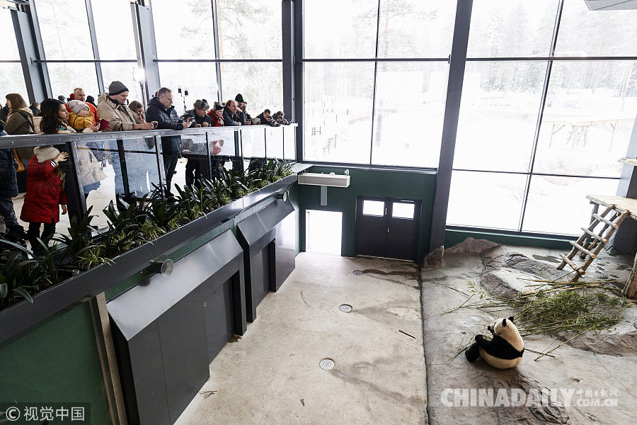 实拍赴芬兰大熊猫异国过年 雪中玩耍倒挂金钩
