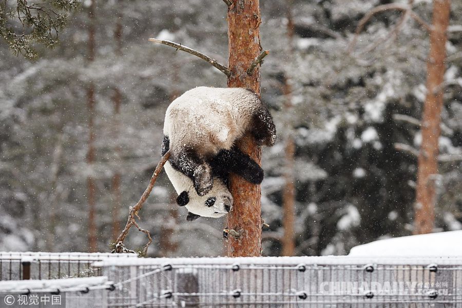 实拍赴芬兰大熊猫异国过年 雪中玩耍倒挂金钩