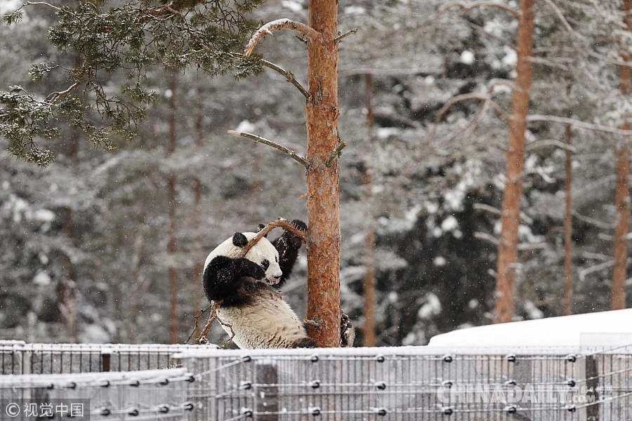 实拍赴芬兰大熊猫异国过年 雪中玩耍倒挂金钩