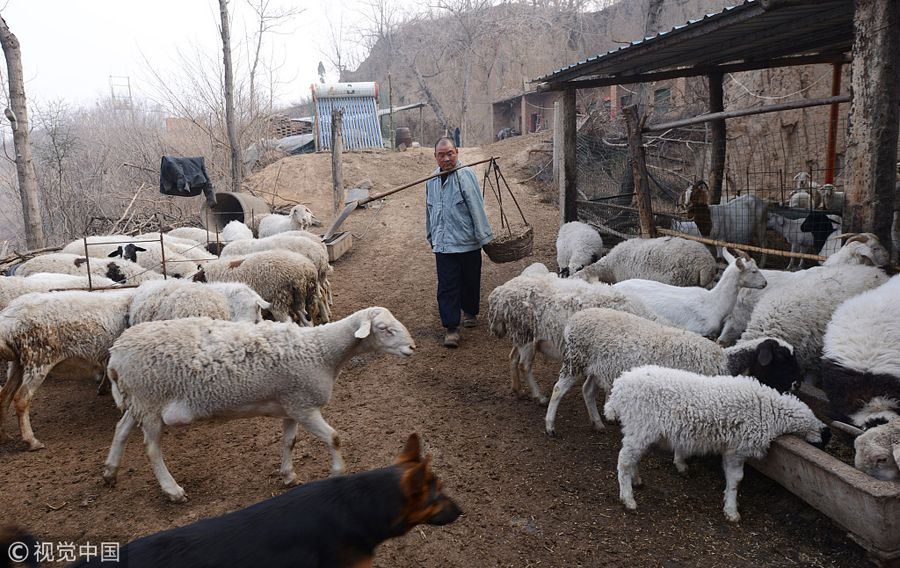 郑州：无臂羊倌的拼搏人生