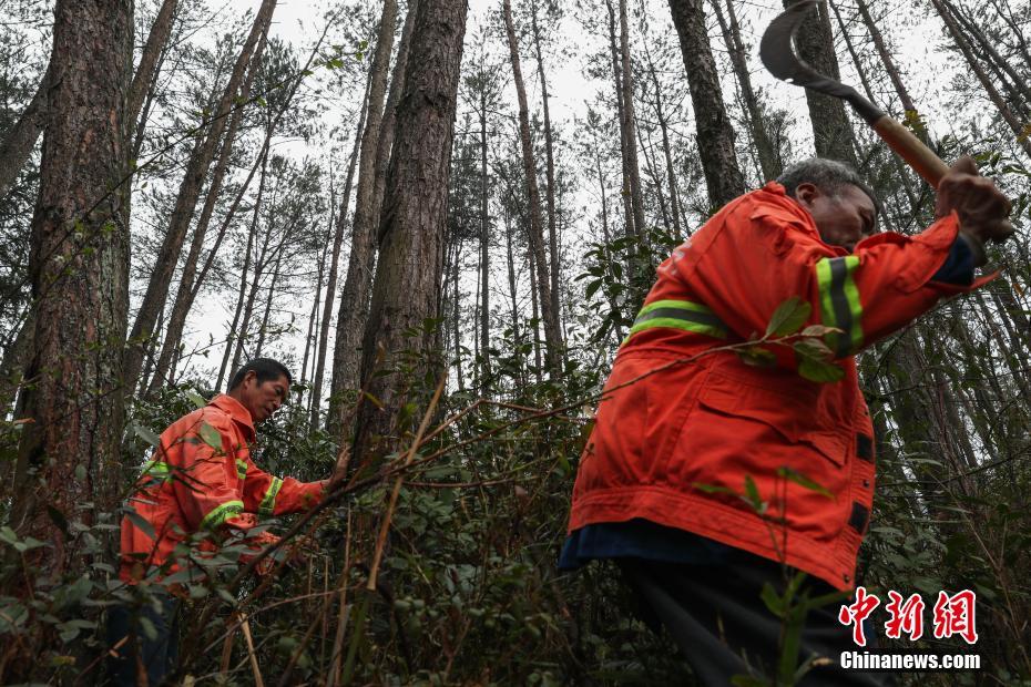 大山深处与树为伴的四位男子