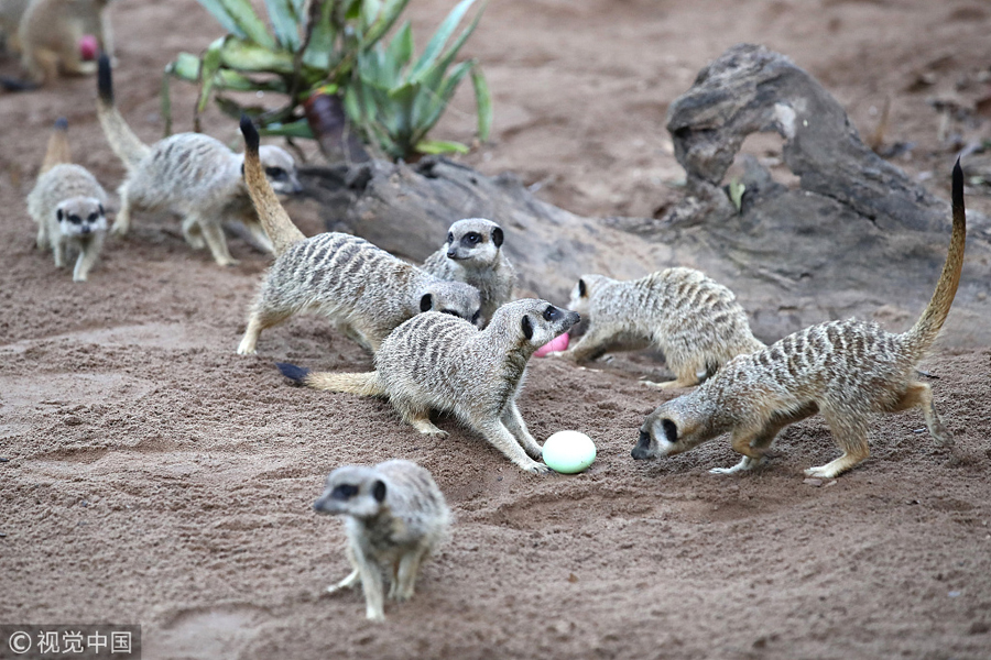悉尼动物园中动物享用复活节大餐 猛虎一脸吃货相也是萌翻了